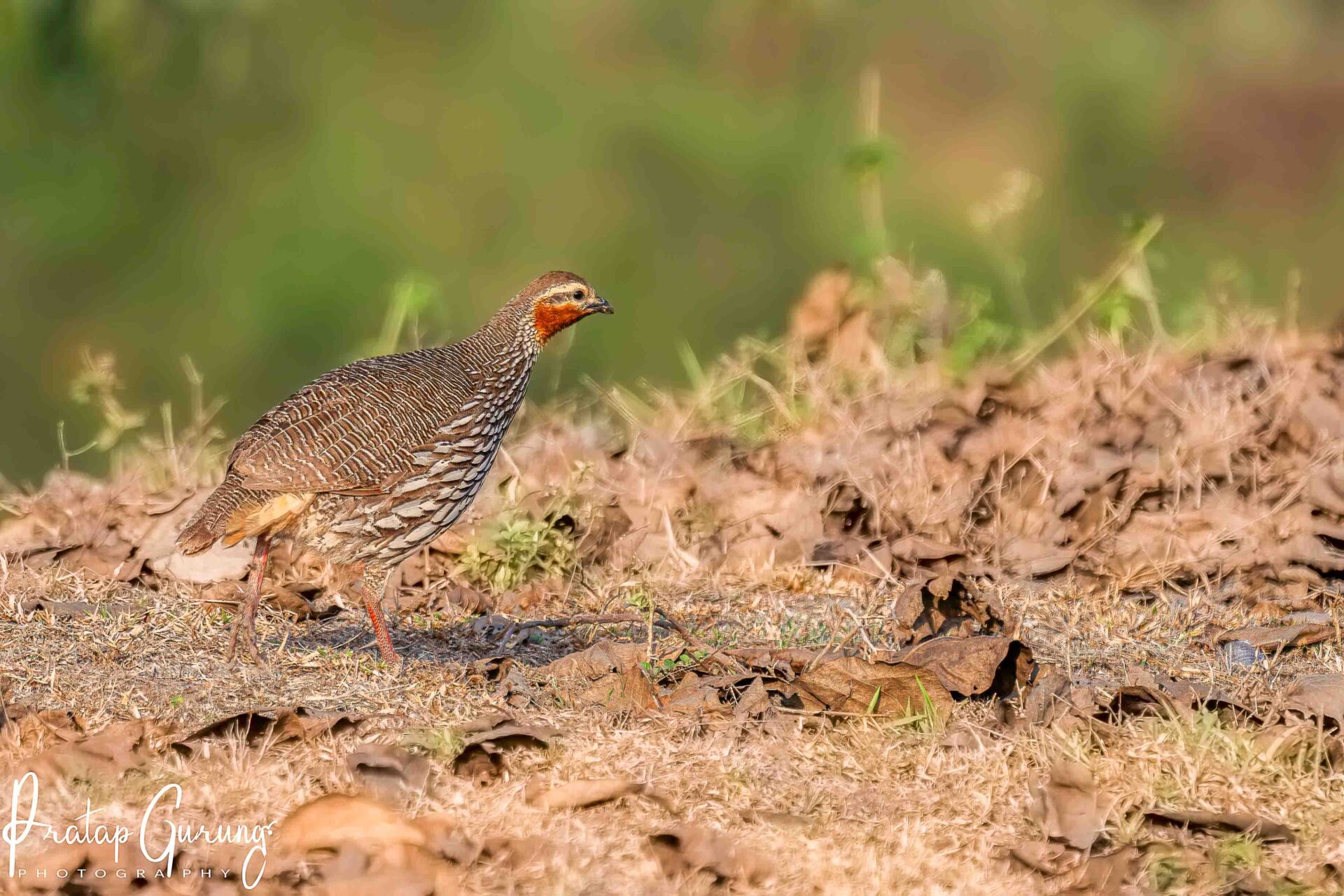 Best Places for Birdwatching in Nepal 23 Swamp francolin