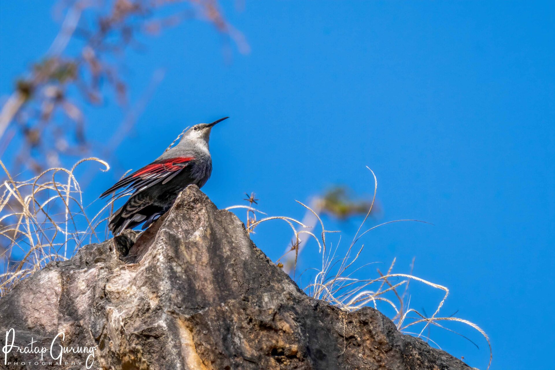 Best Places for Birdwatching in Nepal 7 Wallcreeper