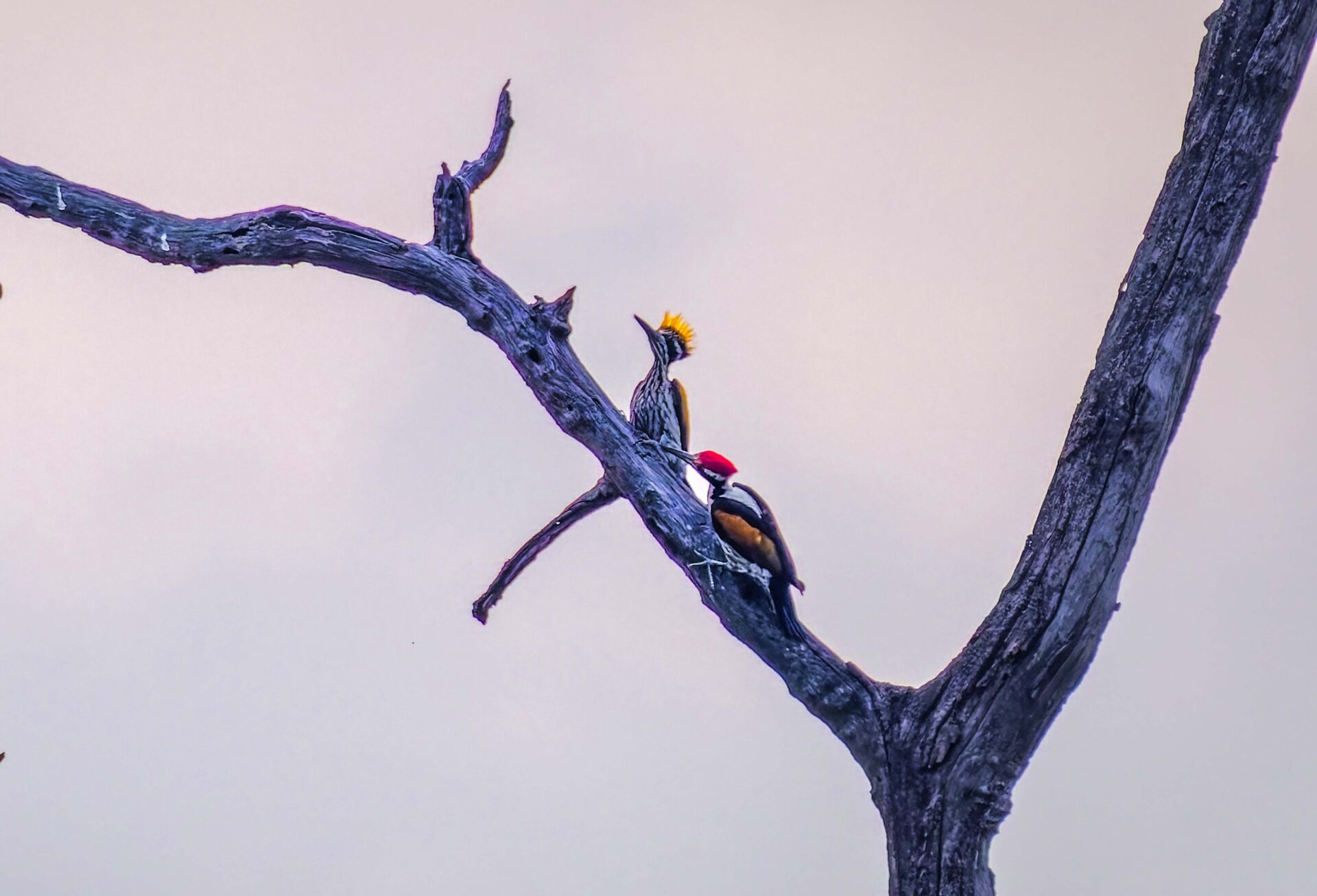 Best Places for Birdwatching in Nepal 35 White-naped woodpecker