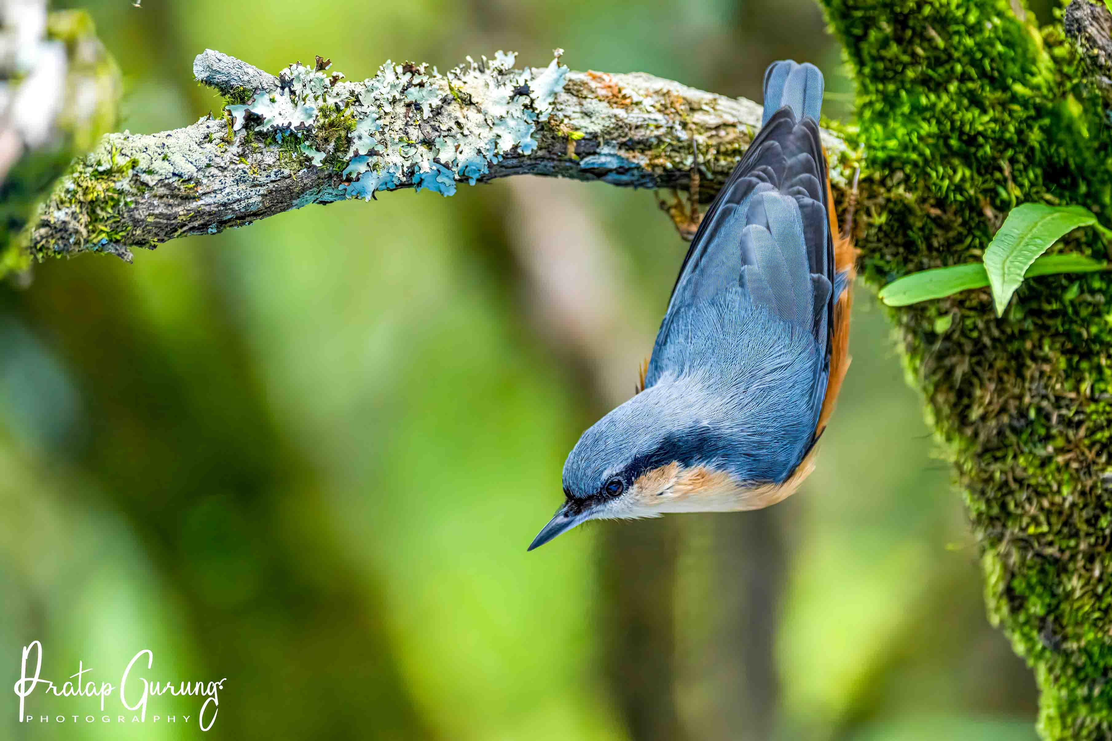 Best Places for Birdwatching in Nepal 33 White-tailed nuthatch
