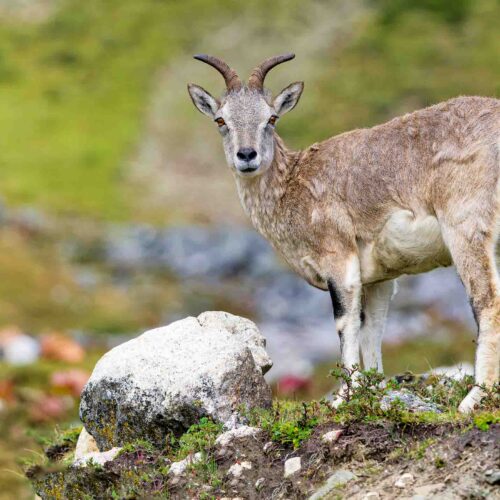 Wildlife Photography Tour in Manaslu