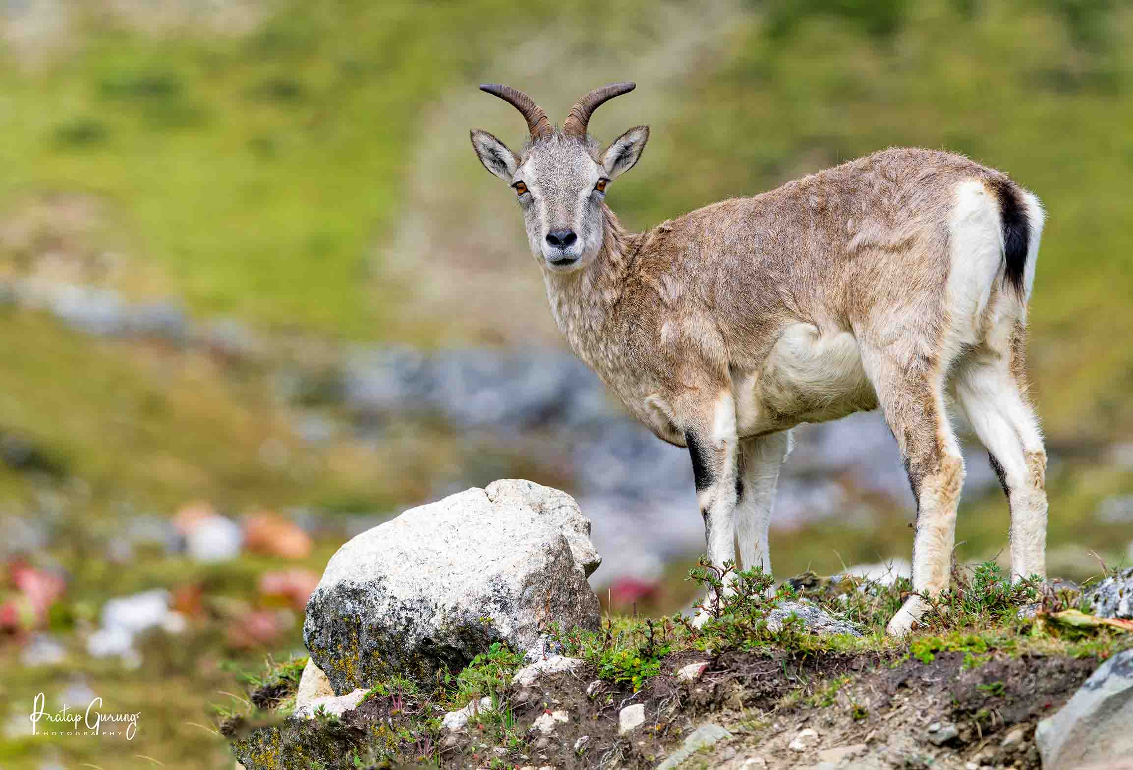 Wildlife Photography Tour in Manaslu