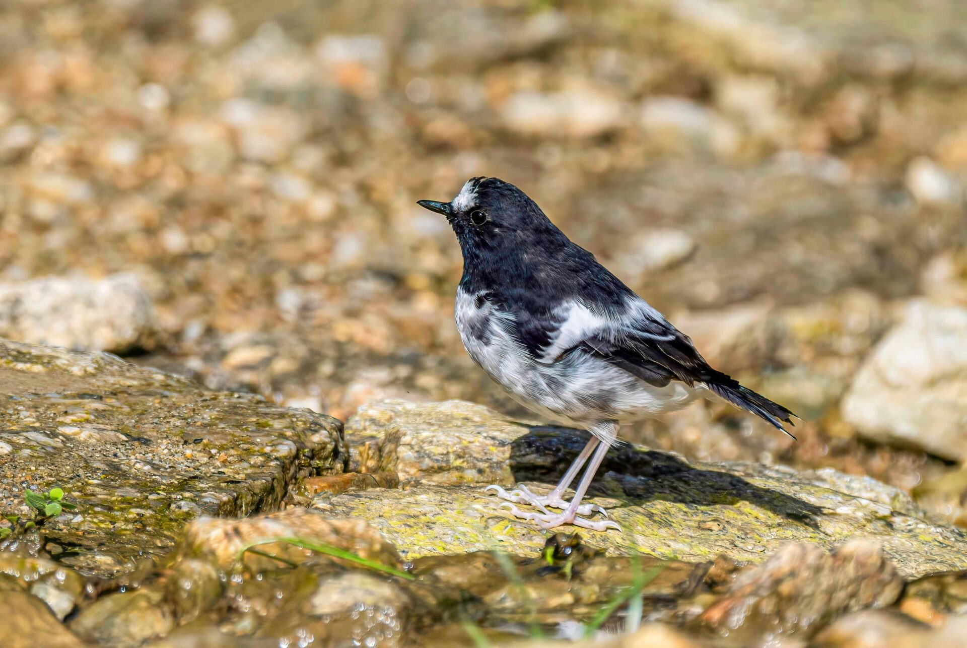Trip Search Result 7 bird photography in Annapurna