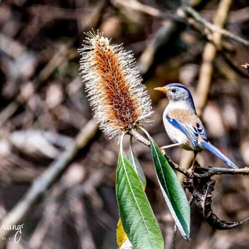 bird watching in Godawari