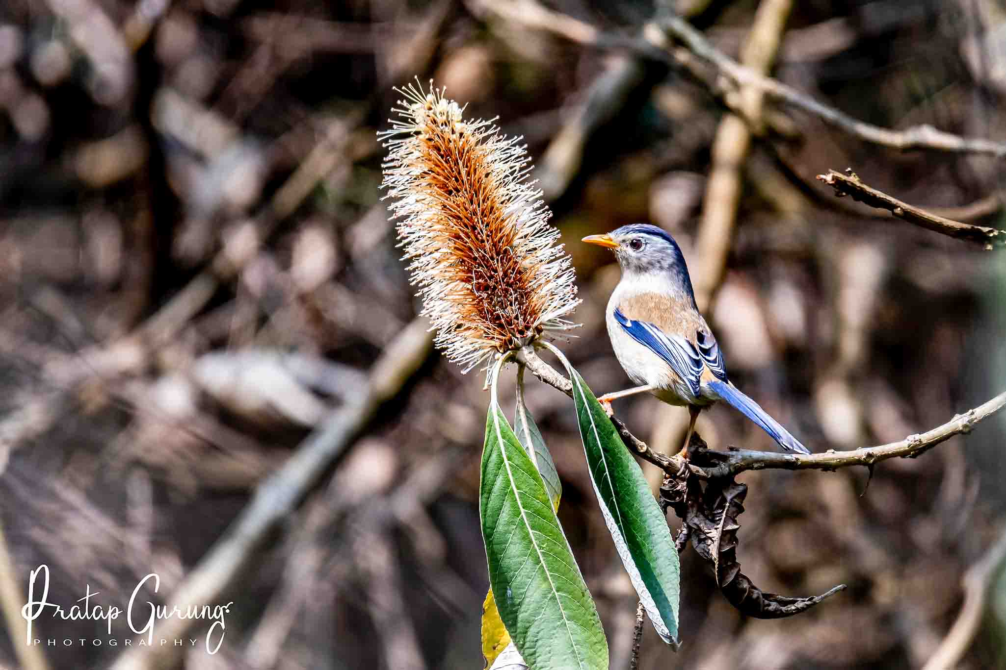 bird watching in Godawari