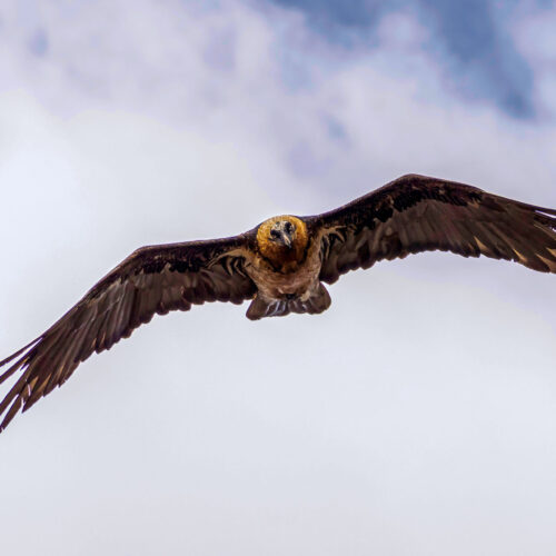 raptor watching tour in Nepal