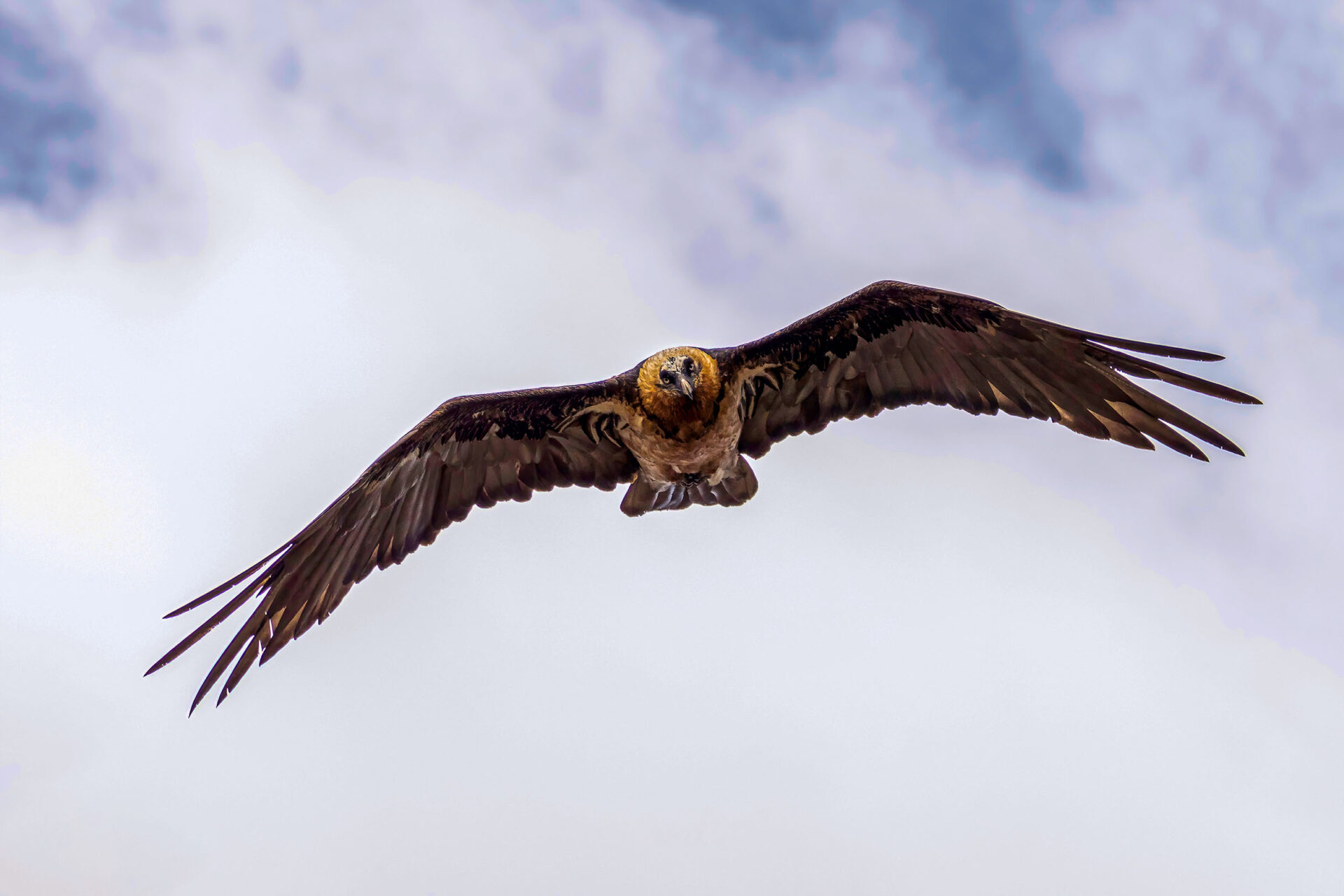 Trip Search Result 11 raptor watching tour in Nepal
